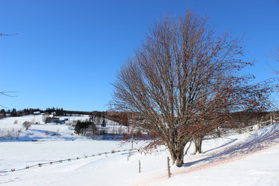 今年最後の雪景色?_c0353373_03220512.jpg