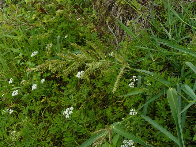 d0019074_8355035.jpg