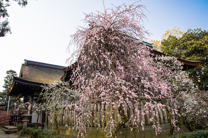 a0301676_16550296.jpg