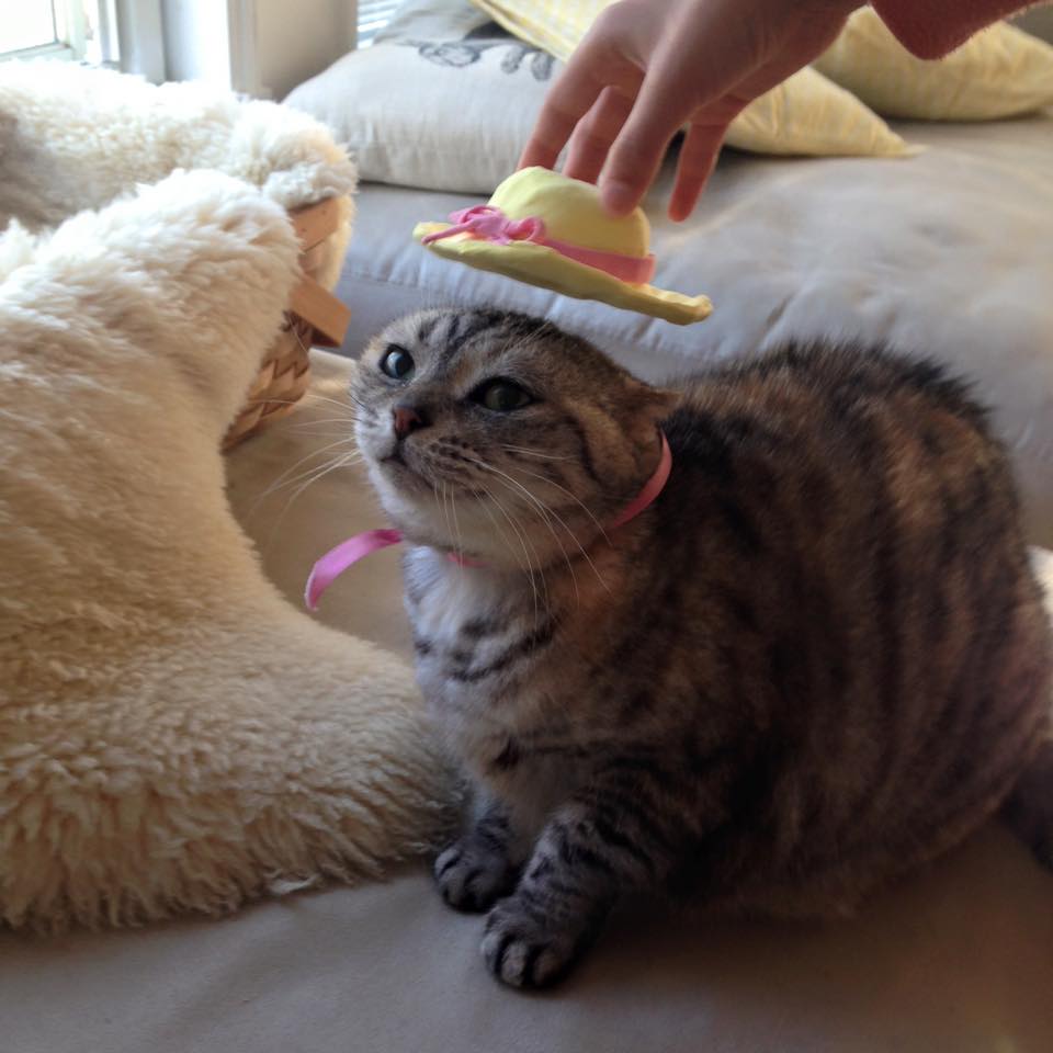 Easter cat♡_b0195783_9231538.jpg