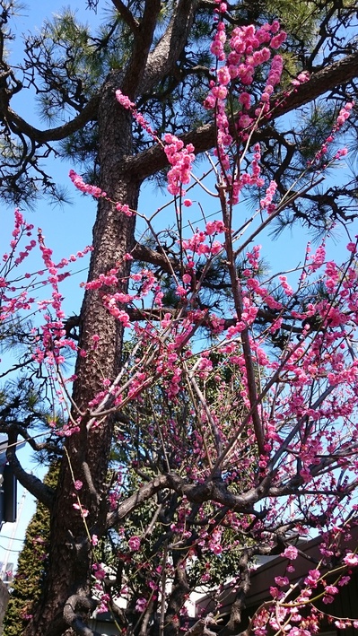満開_c0066693_1813916.jpg