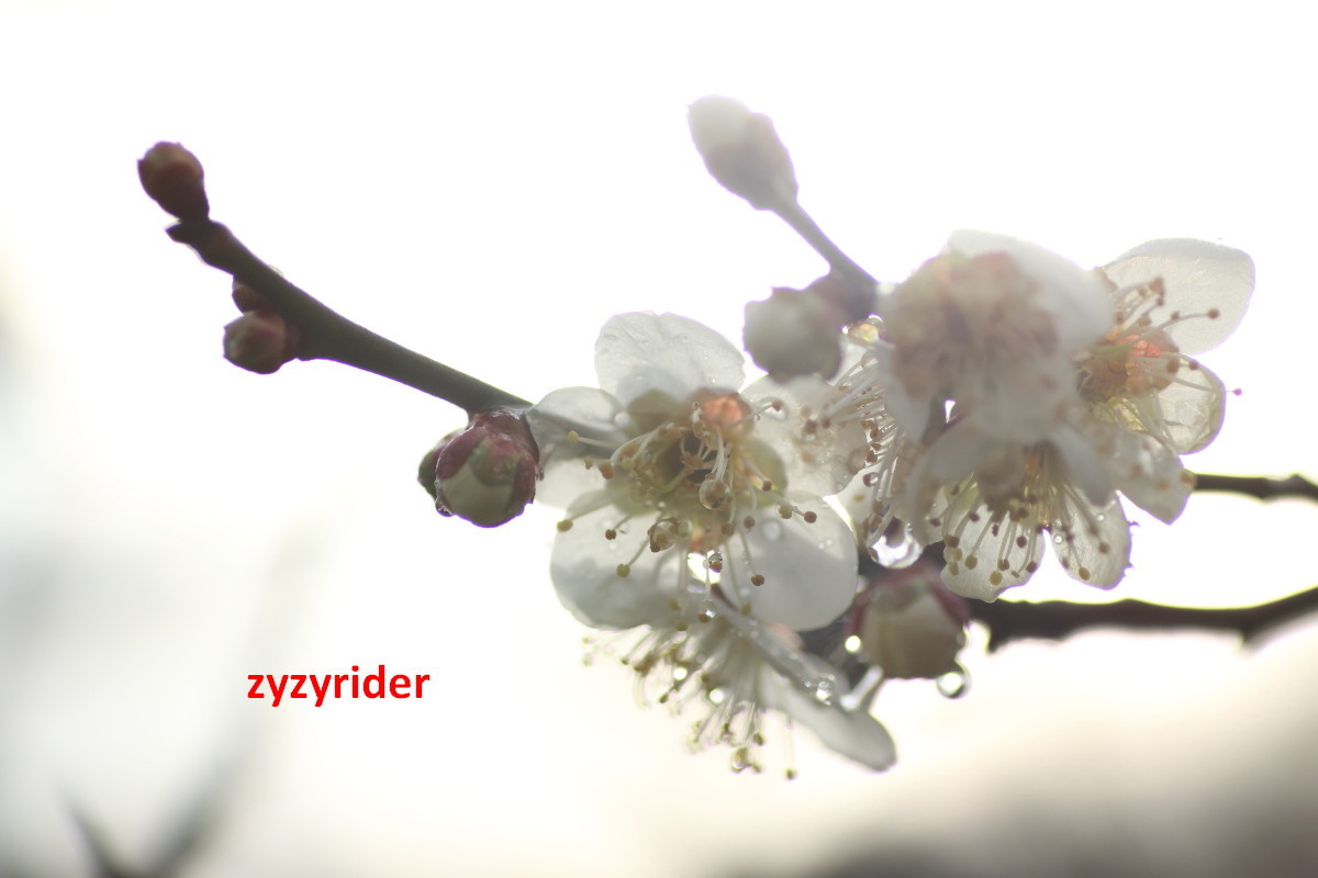 雨上がりの梅の花_a0329801_15001133.jpg