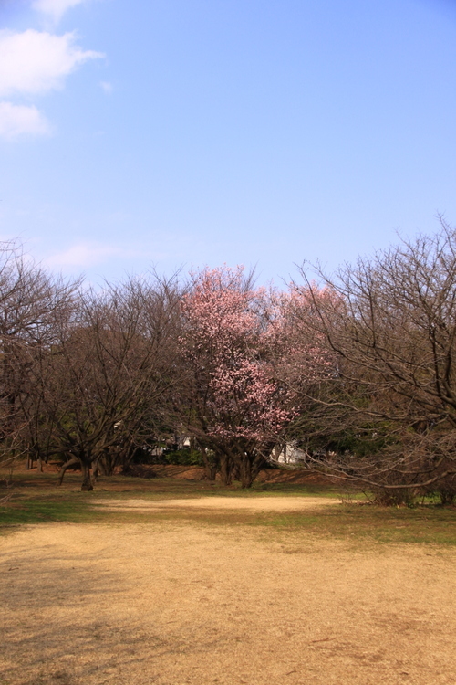 大寒桜・・・1_d0248502_18362761.jpg