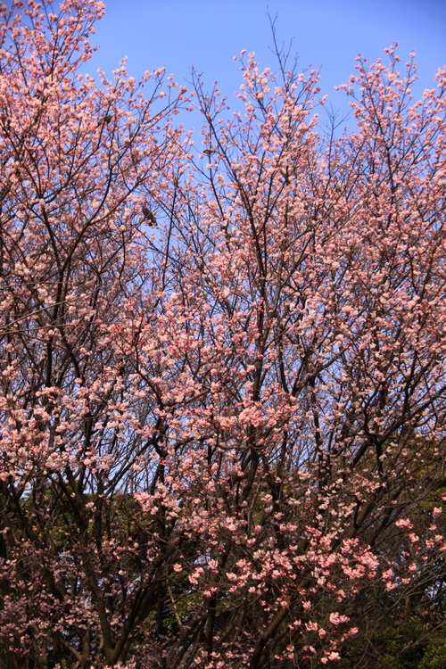 大寒桜・・・1_d0248502_18372496.jpg