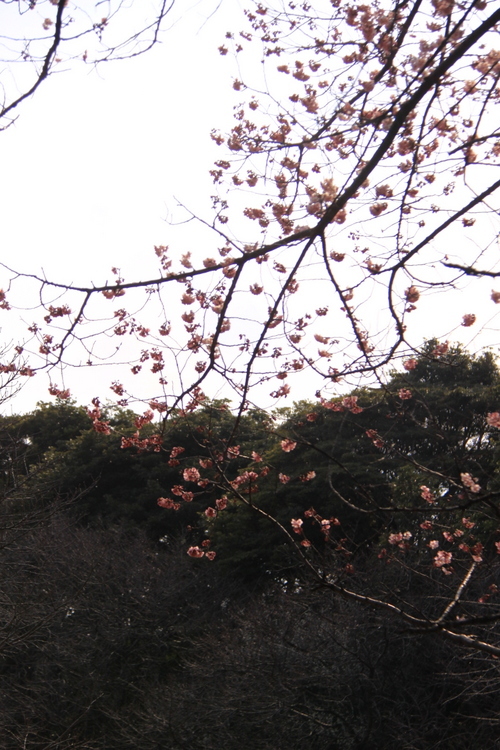 大寒桜・・・1_d0248502_18381682.jpg