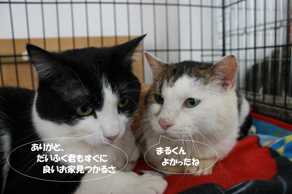 2/28 さいわい会館里親会_f0242002_019592.jpg