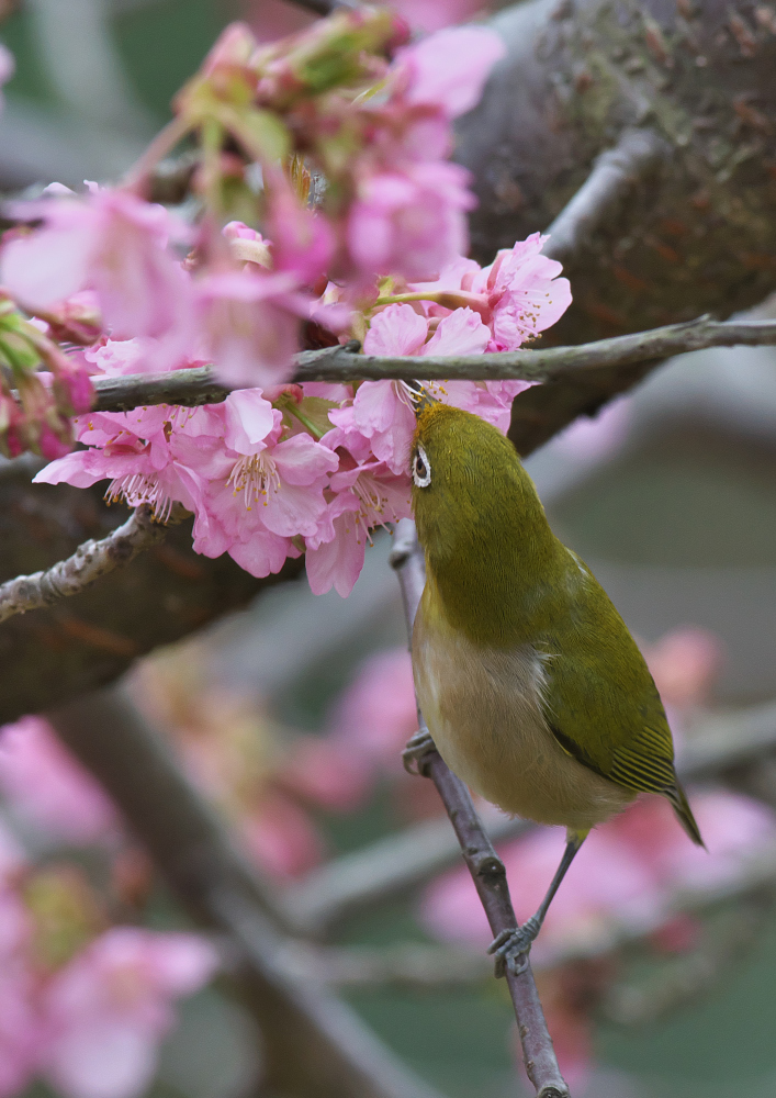 桜にメジロ_f0231403_22132412.jpg