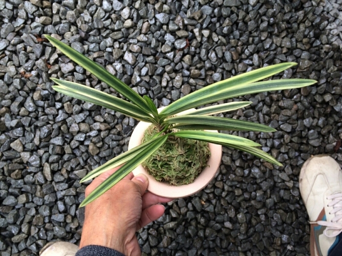 羆の上に君臨するもの… : □ サムライ オーキッド □ 富貴蘭 羆の上に君臨するもの… : □ サムライ オーキッド □ 富貴蘭