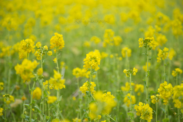 ７つの花言葉　　〜菜の花〜_c0235725_07252298.jpg