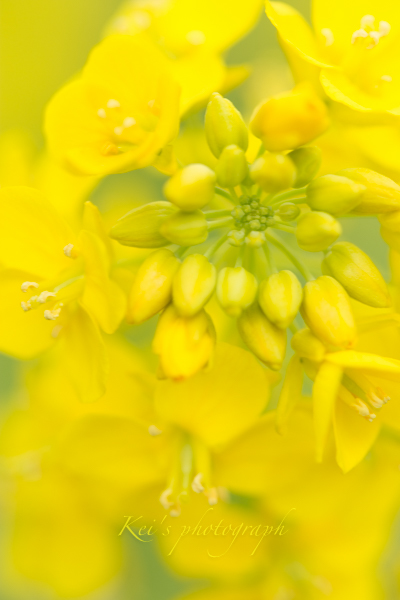 ７つの花言葉　　〜菜の花〜_c0235725_07260200.jpg