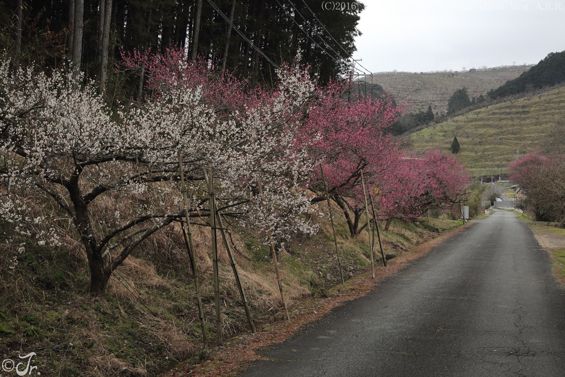 百花の魁。_a0313234_23201468.jpg