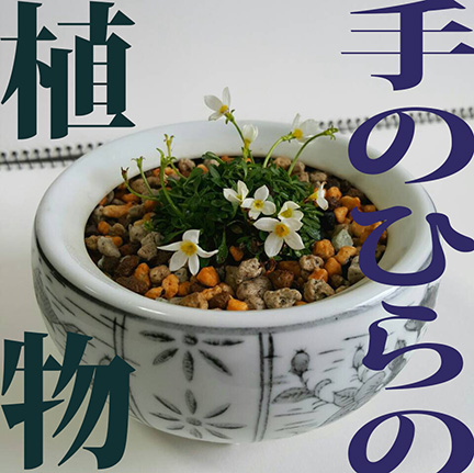 手のひらの植物_f0222045_10123711.jpg