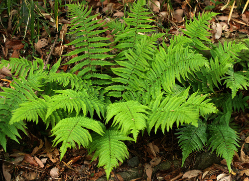 アイノコクマワラビ Dryopteris × mituii _f0165160_1731037.jpg