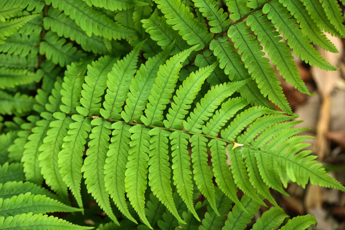 アイノコクマワラビ Dryopteris × mituii _f0165160_17312367.jpg