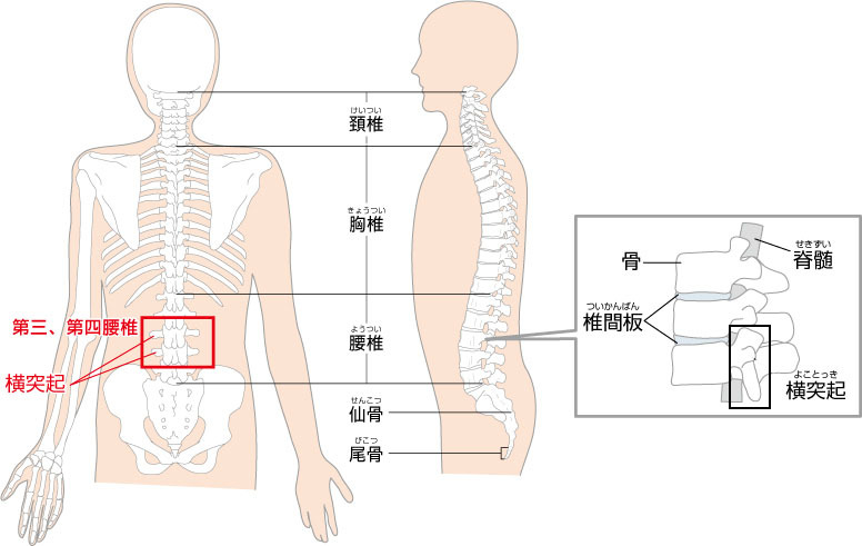 読み方 棘 突起