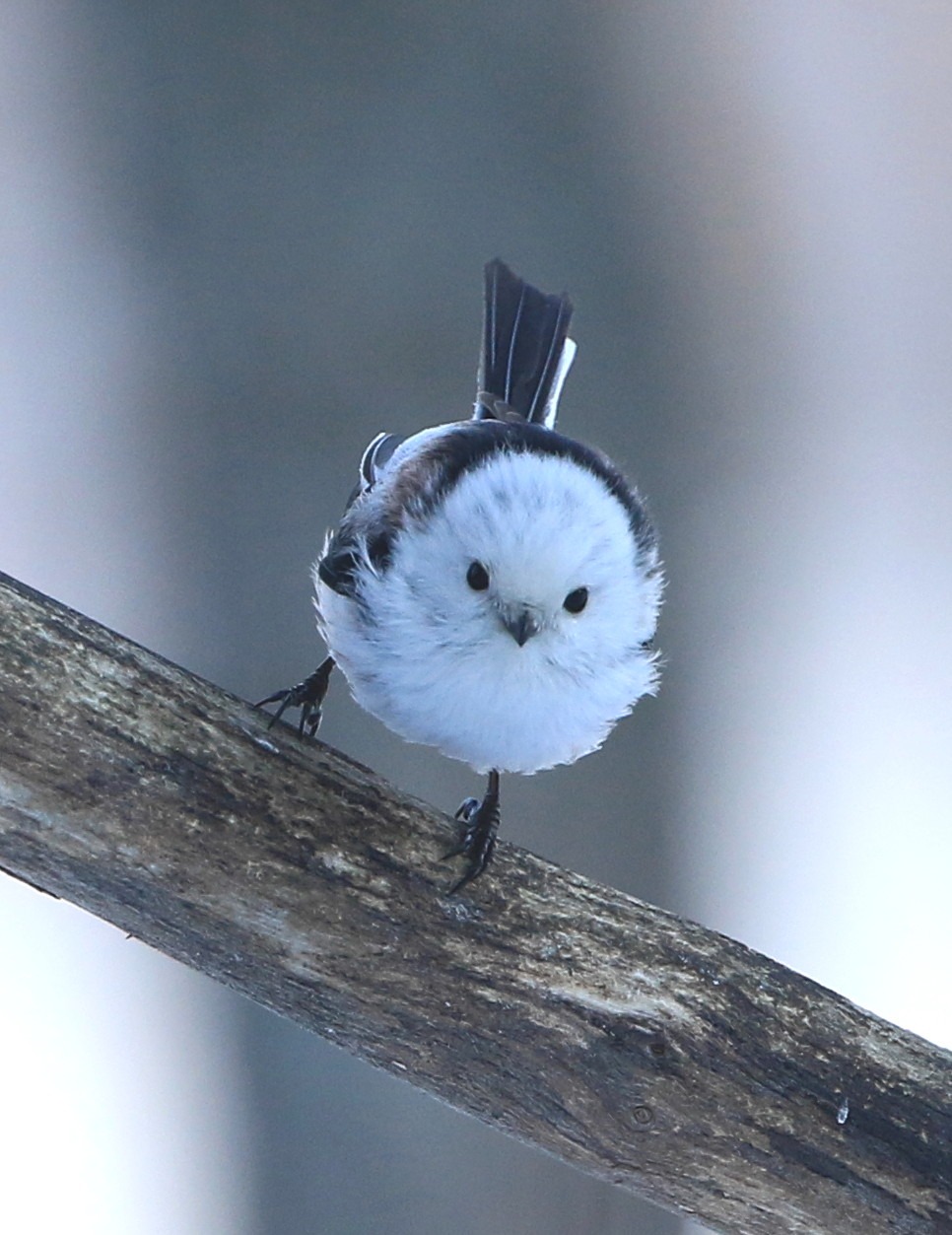 雪の王子様と若との シマエナガの世界 アイヌモシリの野生たち 獣と野鳥の写真図鑑