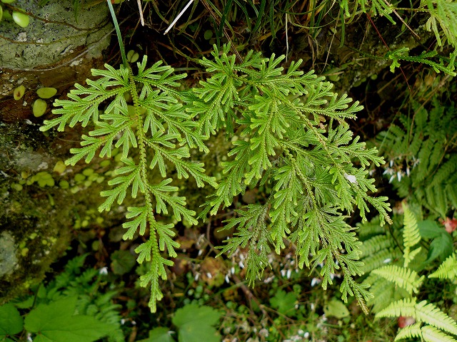 d0019074_1233690.jpg