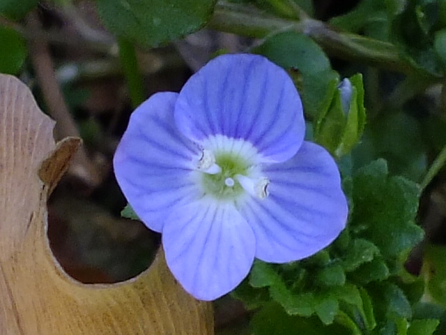 のん木草 みどり見て歩き