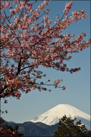 河津桜と富士山_a0133484_13253817.jpg
