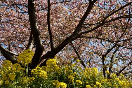 河津桜と富士山_a0133484_1326921.jpg