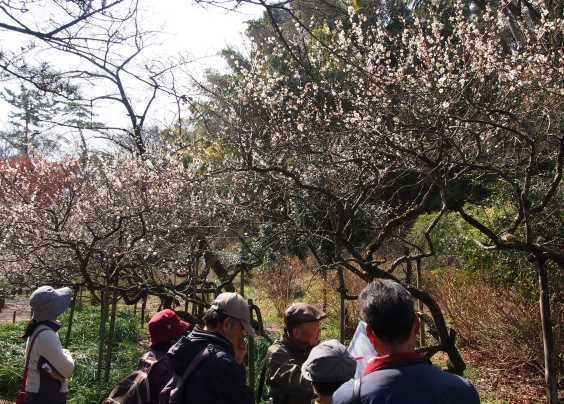 梅香る三渓園に鎌倉ゆかりの史跡を訪ねる(2016.03.04)_e0245404_2563132.jpg