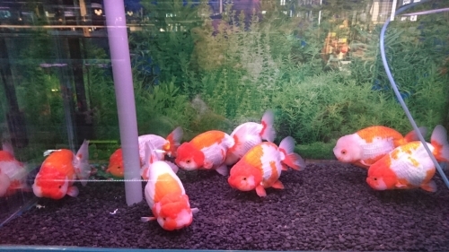弥富再び「丸照養魚場」_b0298605_16461028.jpg