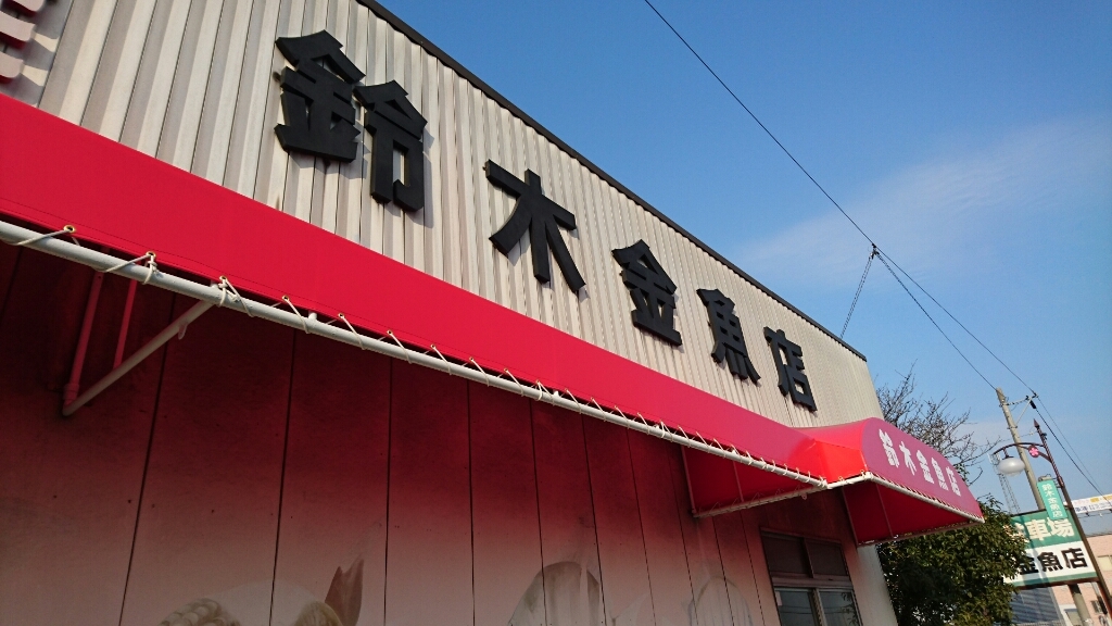 弥富再び「鈴木金魚店」_b0298605_16502617.jpg
