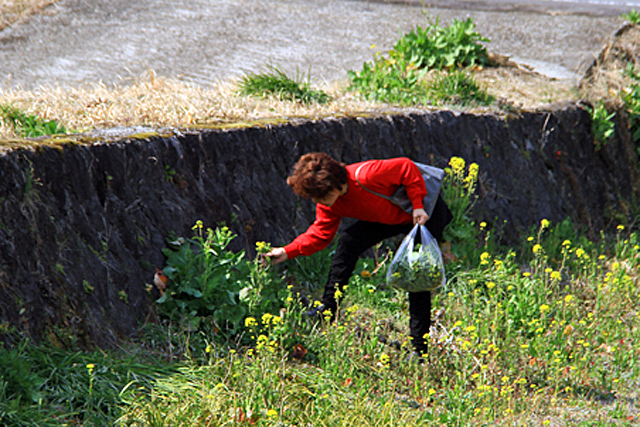 長湯温泉をぶらり_b0014607_2337231.jpg