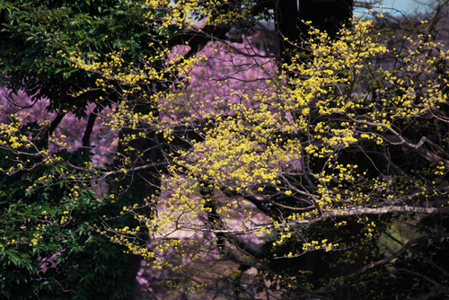 a0263109_11375752.jpg