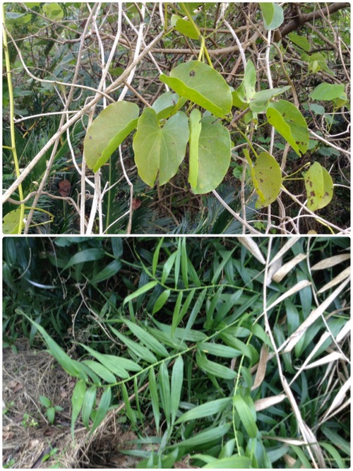 沖縄・海岸の近くの植物_d0179410_274414.jpg