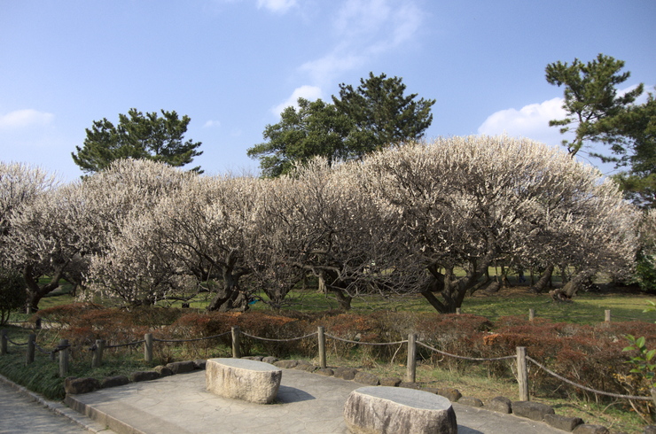 今年の梅は・・・2016_c0022113_18574058.jpg