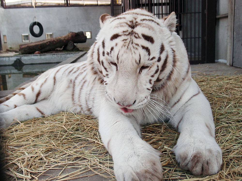 2016.2.27 宇都宮動物園☆ホワイトタイガーのアース【White tiger】_f0250322_18381146.jpg