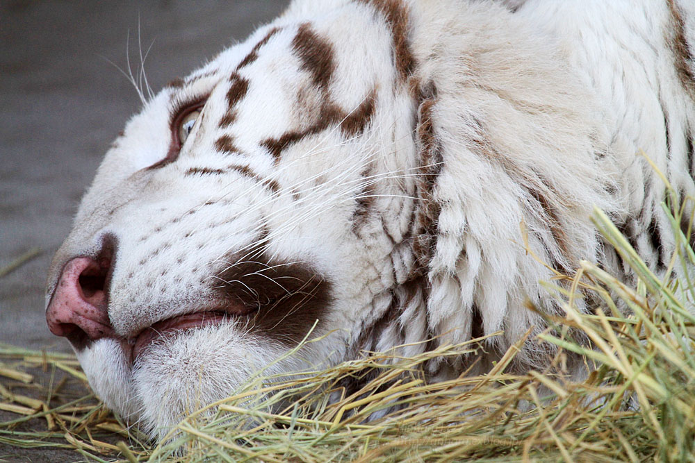 2016.2.27 宇都宮動物園☆ホワイトタイガーのアース【White tiger】_f0250322_18382916.jpg