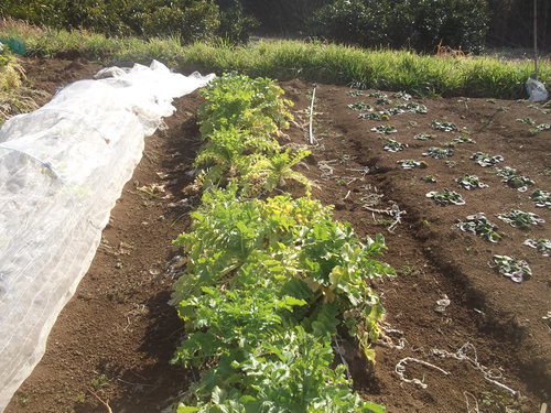 大根も終わり、冬野菜は終了です。_b0137932_8431173.jpg