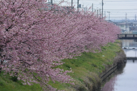 2016年３月上旬　　河津桜満開　埼玉県北部_c0353632_17121854.jpg