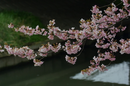 2016年３月上旬　　河津桜満開　埼玉県北部_c0353632_17133291.jpg