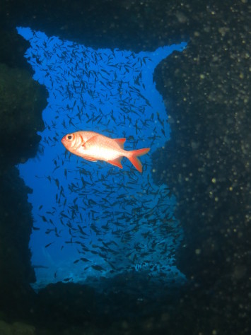 3月5日カメ・サメ・地形ダイブin万座_c0070933_22415848.jpg