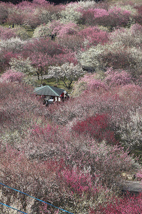 いなべ市農業公園 梅まつり_c0188434_18224592.jpg