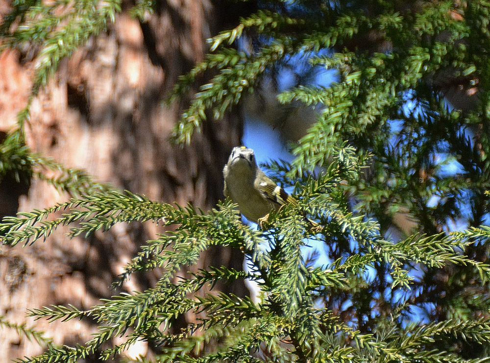 e0097534_8552197.jpg