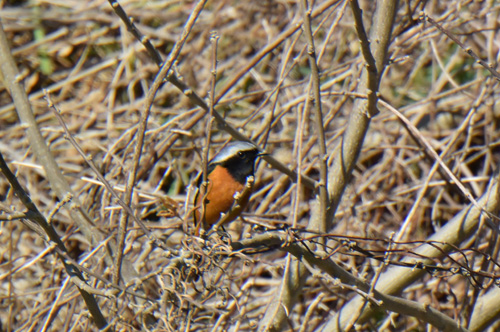 渡り間近の黒目川のジョウビタキ Daurian redstart_f0206939_1653436.jpg