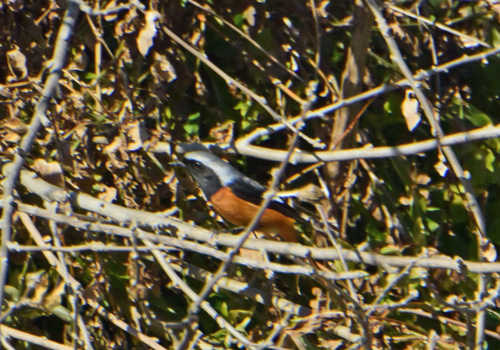 渡り間近の黒目川のジョウビタキ Daurian redstart_f0206939_1662980.jpg