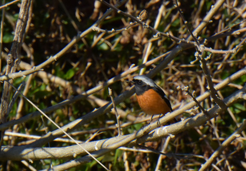 渡り間近の黒目川のジョウビタキ Daurian redstart_f0206939_166691.jpg