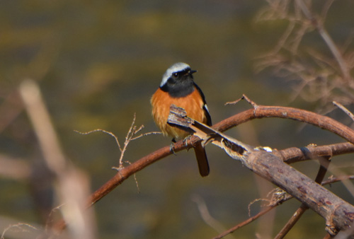 渡り間近の黒目川のジョウビタキ Daurian redstart_f0206939_1671718.jpg