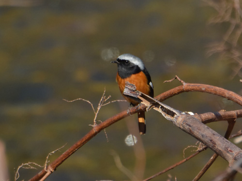 渡り間近の黒目川のジョウビタキ Daurian redstart_f0206939_1673426.jpg