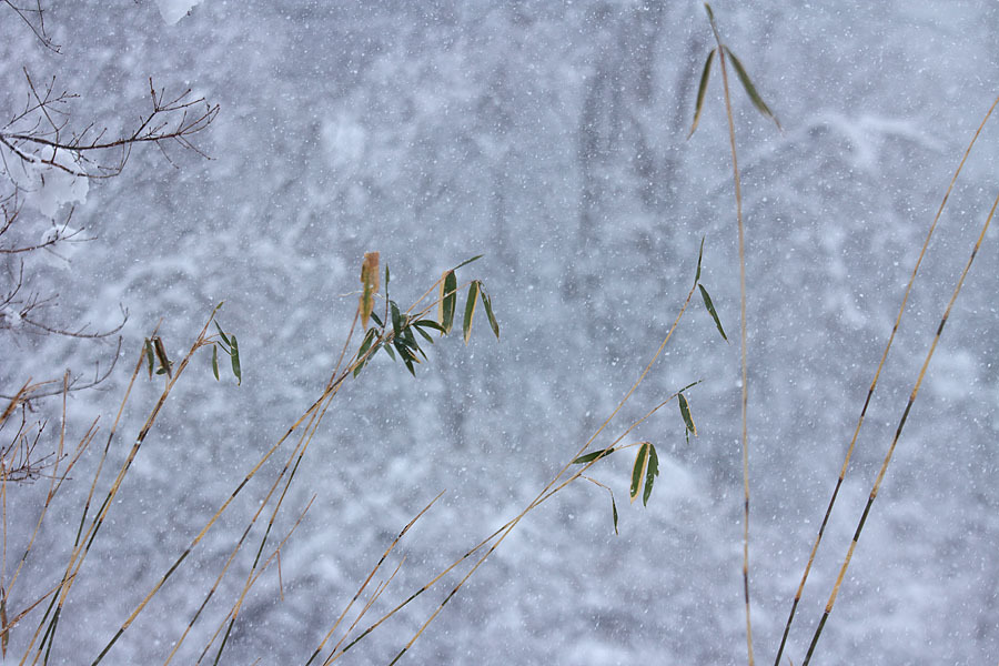雪景色 総集編①_c0067040_09402188.jpg