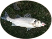 a0280653_11002512.png