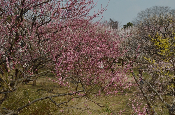 神代植物園の梅_e0020957_22191494.jpg