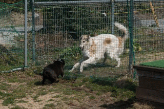 c0260264_15313760.gif