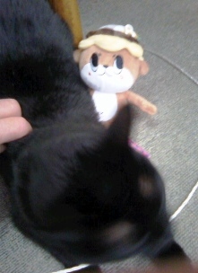 しんじょう君と黒猫「静」_f0291565_11574924.jpg