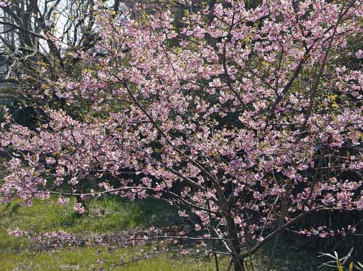 野口初太郎翁頌徳碑の建立地の河津桜が満開3・3_c0014967_15164741.jpg